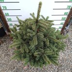 Smrek pichľavý (Picea pungens) ´GLAUCA´ - výška 80-100 cm, kont. C12L